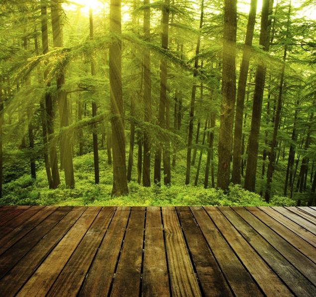 Pine Forest Shimla