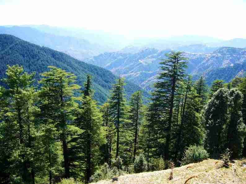 Kiala forest
