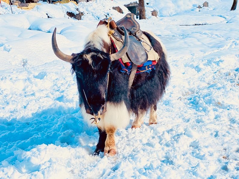 Yak Safaris in Spiti Valley.