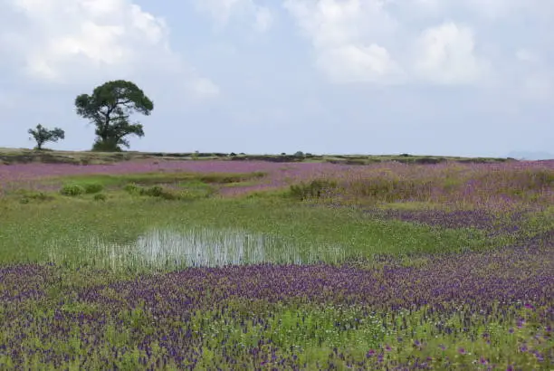 Kaas plateau of flowers, Kaas Plateau, Maharastra, India