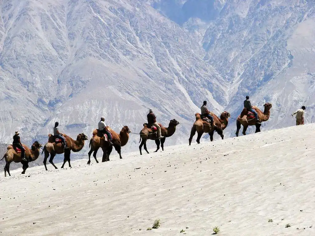 Camel Safari Activities in Nubra Valley