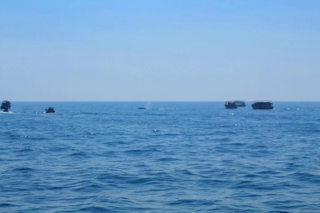 Large underwater mountain in the Pacific Ocean that is twice as big as the Burj Khalifa