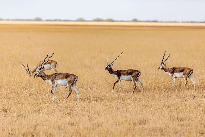Blackbuck National Park in Bhavnagar
