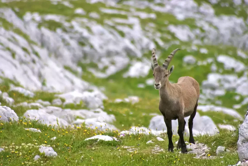 Visit Pin Valley National Park