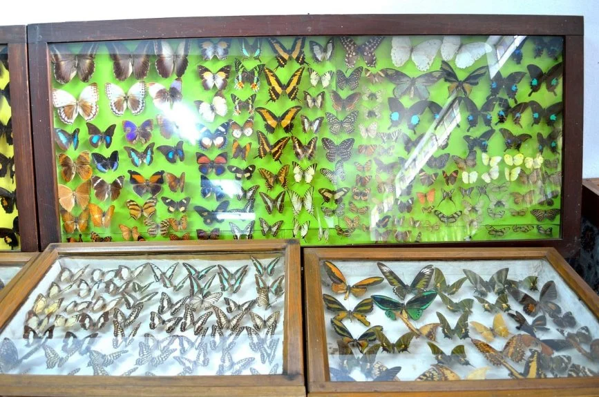 Visit the Butterfly Museum