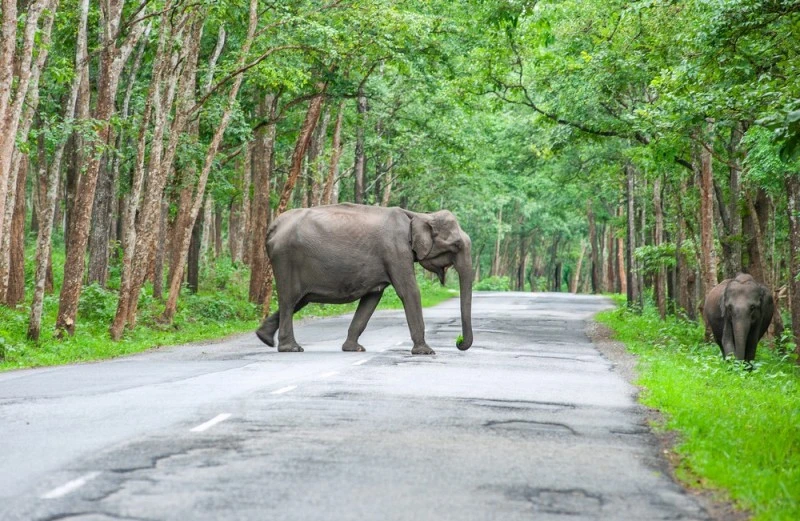 Wayanad Wildlife Sanctuary